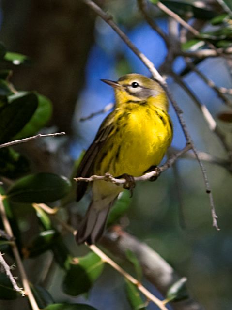 Prairie Warbler